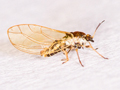 Trioza urticae